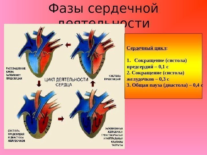 Фазы сердечной деятельности Сердечный цикл : 1. Сокращение (систола) предсердий – 0, 1 с