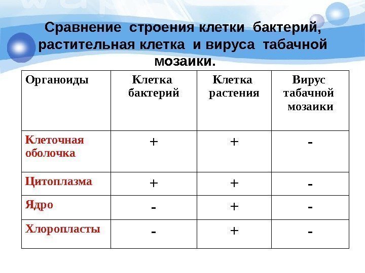   Органоиды Клетка  бактерий Клетка  растения Вирус  табачной  мозаики