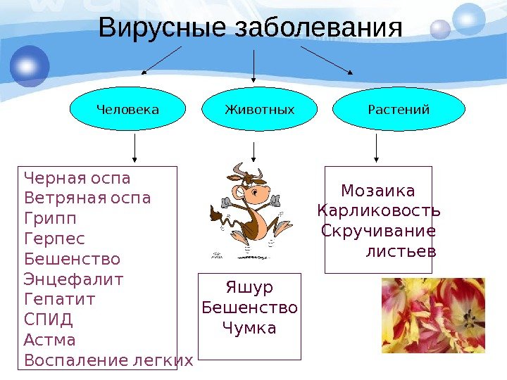   Вирусные заболевания Человека Животных Растений    Черная оспа Ветряная оспа