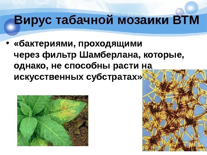   Вирус табачной мозаики ВТМ •  «бактериями, проходящими через фильтр Шамберлана, которые,
