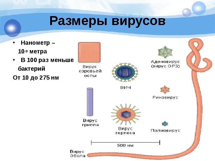   Размеры вирусов • Нанометр – 10 -9 метра • В 100 раз