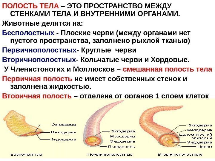   ПОЛОСТЬ ТЕЛА – ЭТО ПРОСТРАНСТВО МЕЖДУ СТЕНКАМИ ТЕЛА И ВНУТРЕННИМИ ОРГАНАМИ. Животные