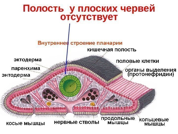   Полость у плоских червей отсутствует 