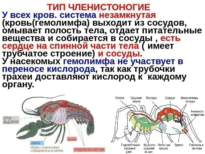   ТИП ЧЛЕНИСТОНОГИЕ У всех кров. система незамкнутая  (кровь(гемолимфа) выходит из сосудов,