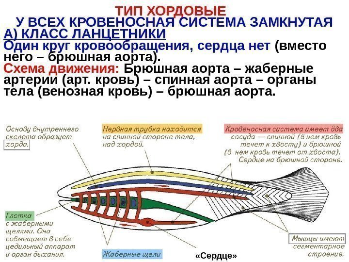   ТИП ХОРДОВЫЕ  У ВСЕХ КРОВЕНОСНАЯ СИСТЕМА ЗАМКНУТАЯ А) КЛАСС ЛАНЦЕТНИКИ Один