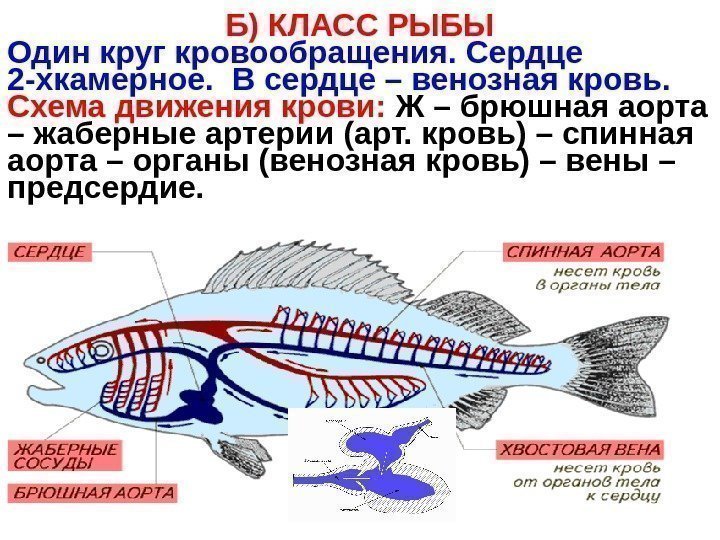   Б) КЛАСС РЫБЫ Один круг кровообращения. Сердце 2 -хкамерное. В сердце –