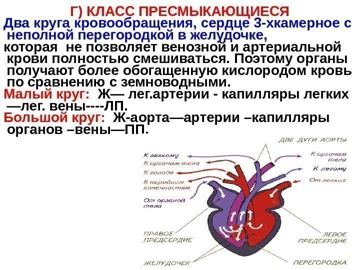   Г) КЛАСС ПРЕСМЫКАЮЩИЕСЯ Два круга кровообращения, сердце 3 -хкамерное с неполной перегородкой