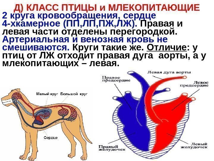   Д) КЛАСС ПТИЦЫ и МЛЕКОПИТАЮЩИЕ 2 круга кровообращения, сердце 4 -хкамерное 