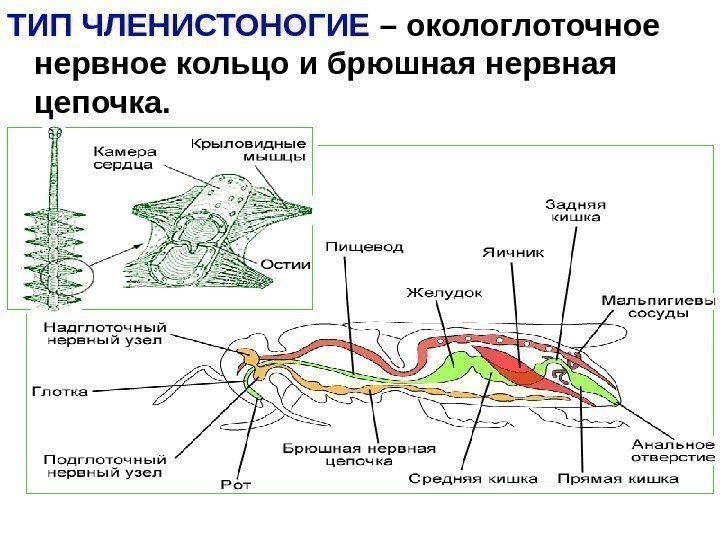   ТИП ЧЛЕНИСТОНОГИЕ – окологлоточное нервное кольцо и брюшная нервная цепочка.  