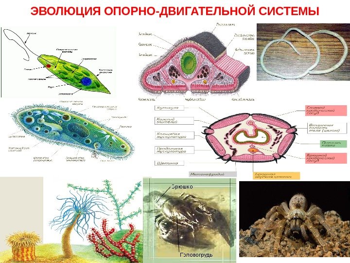   ЭВОЛЮЦИЯ ОПОРНО-ДВИГАТЕЛЬНОЙ СИСТЕМЫ 