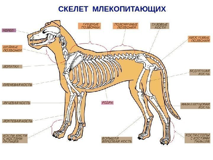  СКЕЛЕТ МЛЕКОПИТАЮЩИХ 