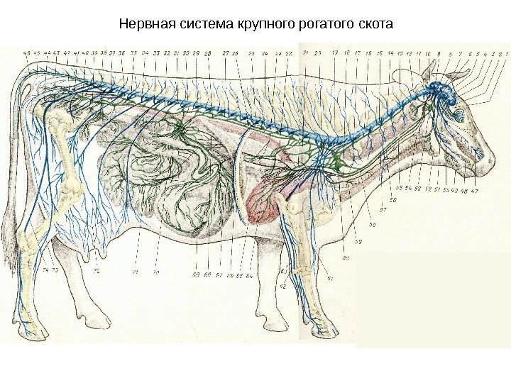   Нервная система крупного рогатого скота 