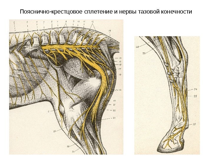   Пояснично-крестцовое сплетение и нервы тазовой конечности 