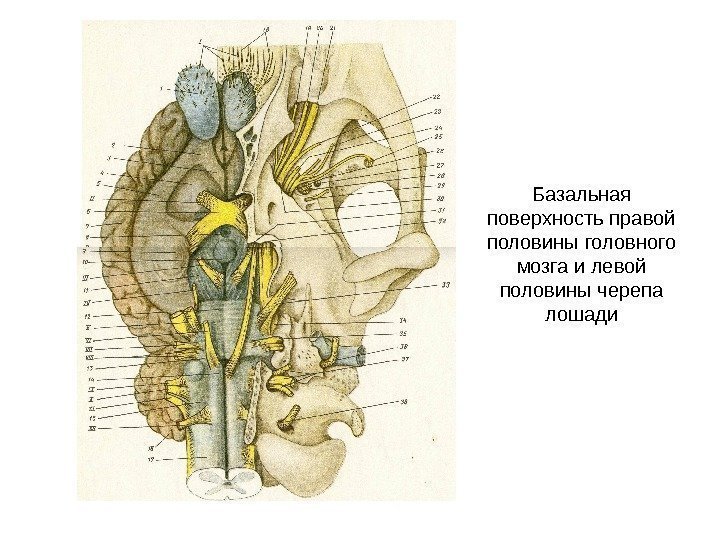   Базальная поверхность правой половины головного мозга и левой половины черепа лошади 
