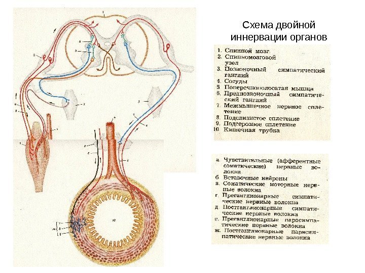  Схема двойной иннервации органов 