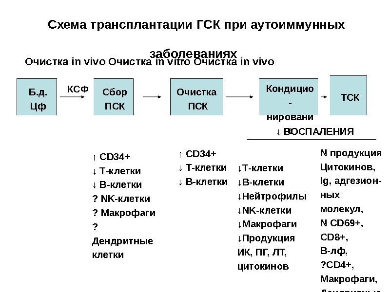 Схема трансплантации ГСК при аутоиммунных заболеваниях  Очистка in vivo Очистка in vitro Очистка