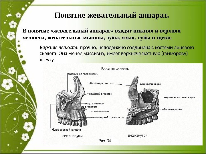 Понятие жевательный аппарат.  В понятие «жевательный аппарат» входят нижняя и верхняя челюсти, жевательные