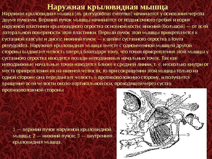 Наружная крыловидная мышца (m. pterygoideus externus) начинается у основания черепа двумя пучками. Верхний пучок