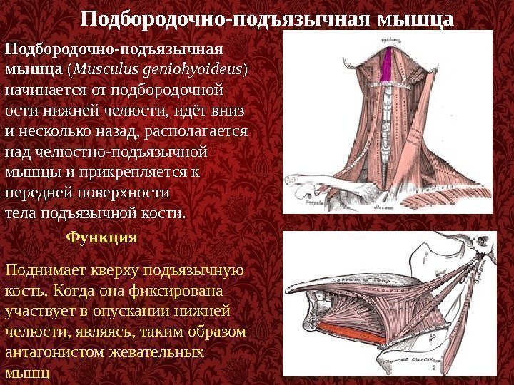 Подбородочно-подъязычная мышца ( Musculus geniohyoideus ) начинается от подбородочной ости нижней челюсти, идёт вниз