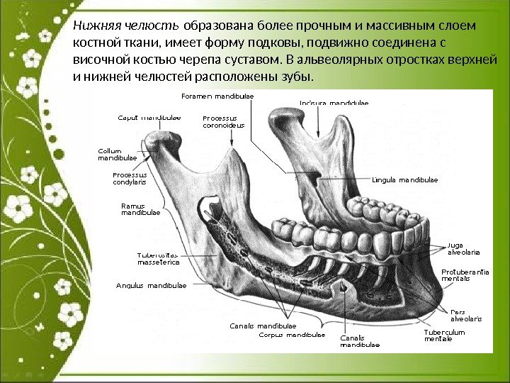 Нижняя челюсть образована более прочным и массивным слоем костной ткани, имеет форму подковы, подвижно