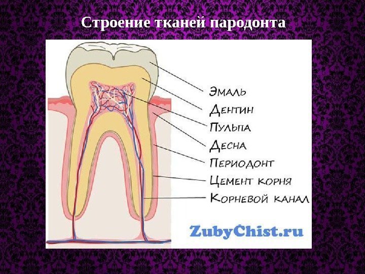 Строение тканей пародонта 