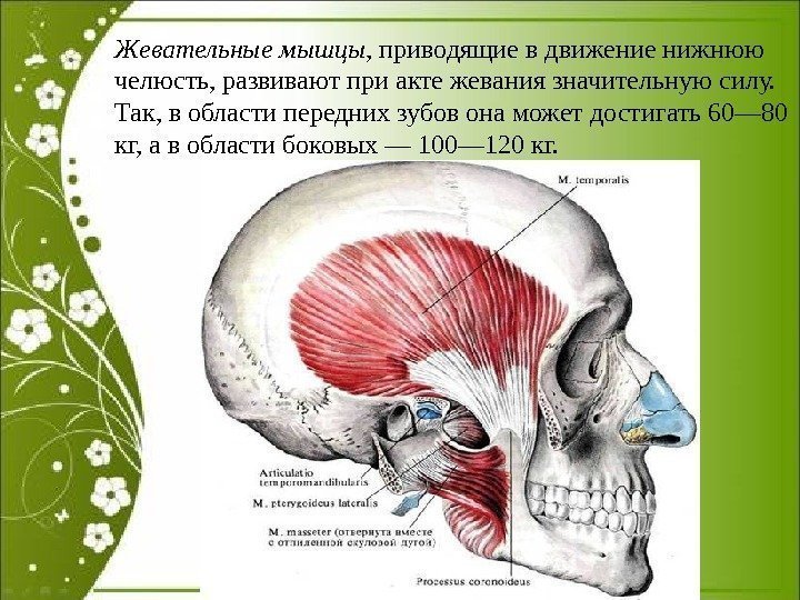 Жевательные мышцы , приводящие в движение нижнюю челюсть, развивают при акте жевания значительную силу.