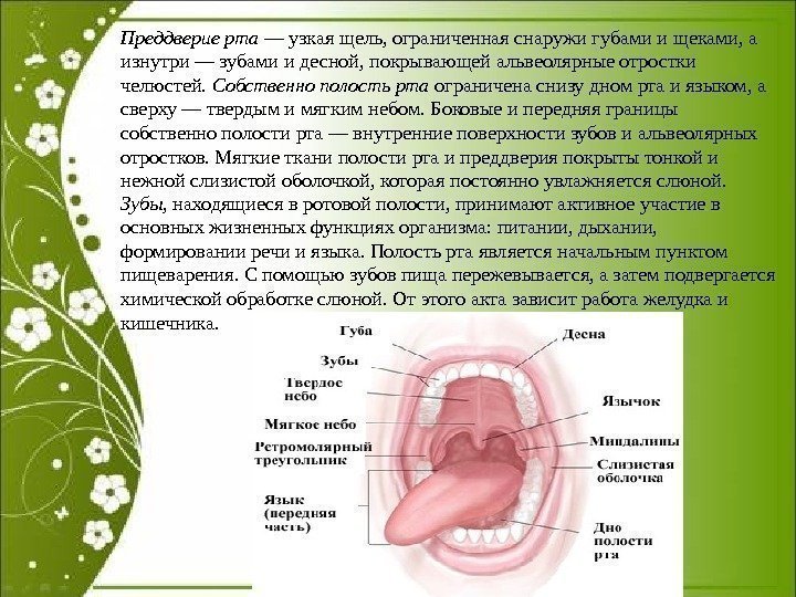 Преддверие рта — узкая щель, ограниченная снаружи губами и щеками, а изнутри — зубами