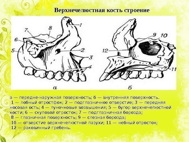   а — передне-наружная поверхность; б — внутренняя поверхность.  1 — лобный