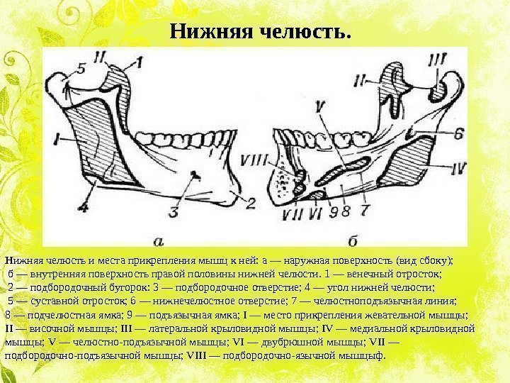   Нижняя челюсть и места прикрепления мышц к ней: а — наружная поверхность