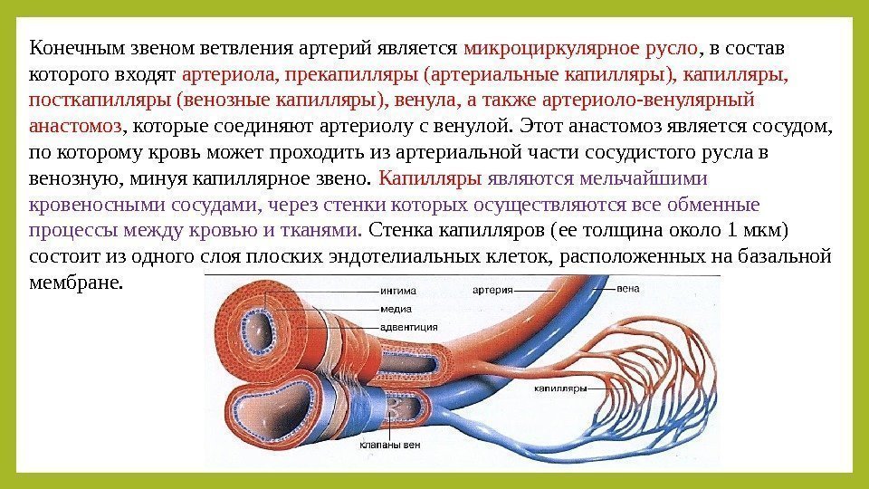 Конечным звеном ветвления артерий является микроциркулярное русло , в состав которого входят артериола, прекапилляры