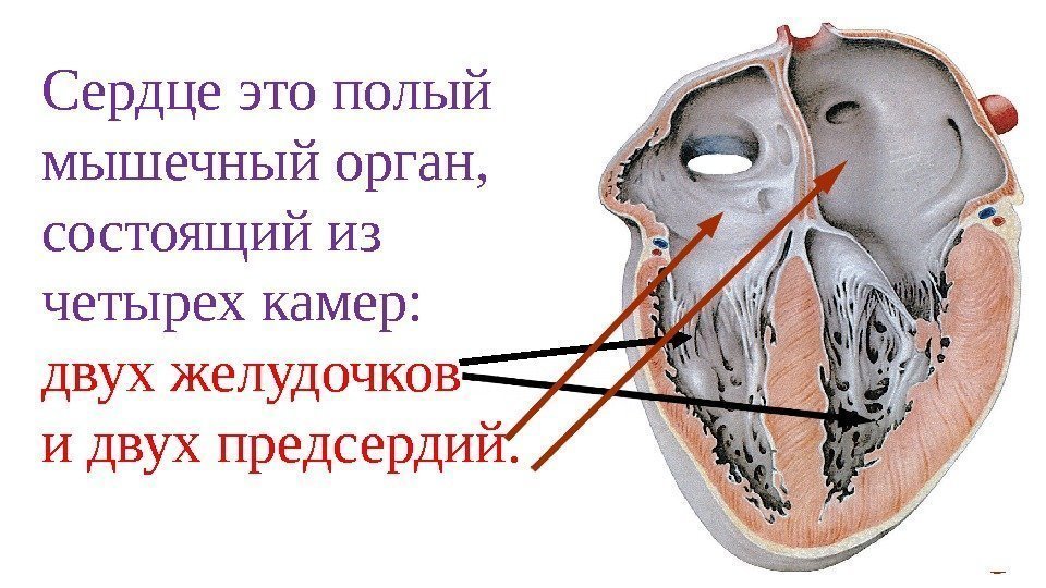 Сердце это полый мышечный орган,  состоящий из четырех камер:  двух желудочков и