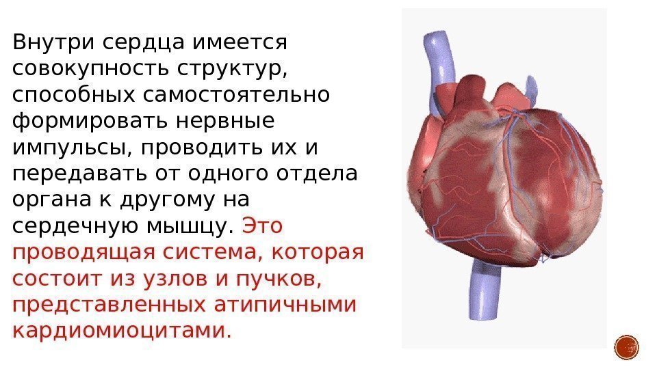Внутри сердца имеется совокупность структур,  способных самостоятельно формировать нервные импульсы, проводить их и