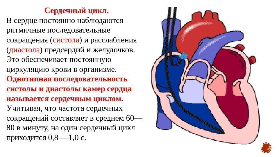 Сердечный цикл. В сердце постоянно наблюдаются ритмичные последовательные сокращения ( систола ) и расслабления