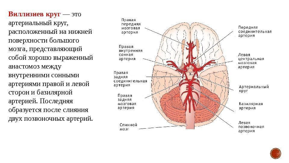Виллизиев круг — это артериальный круг,  расположенный на нижней поверхности большого мозга, представляющий