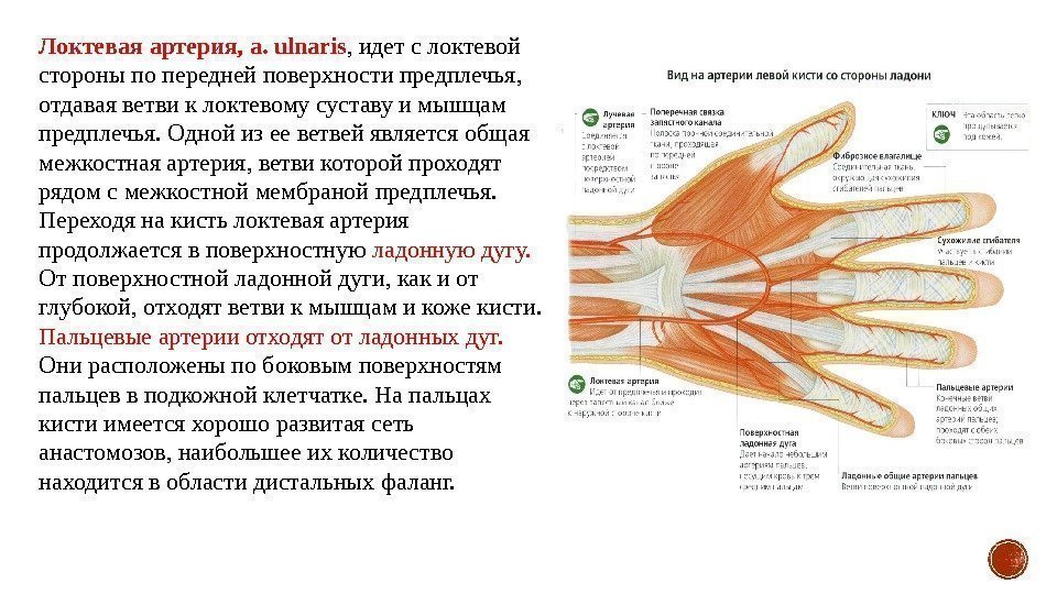 Локтевая артерия, a. ulnaris , идет с локтевой стороны по передней поверхности предплечья, 