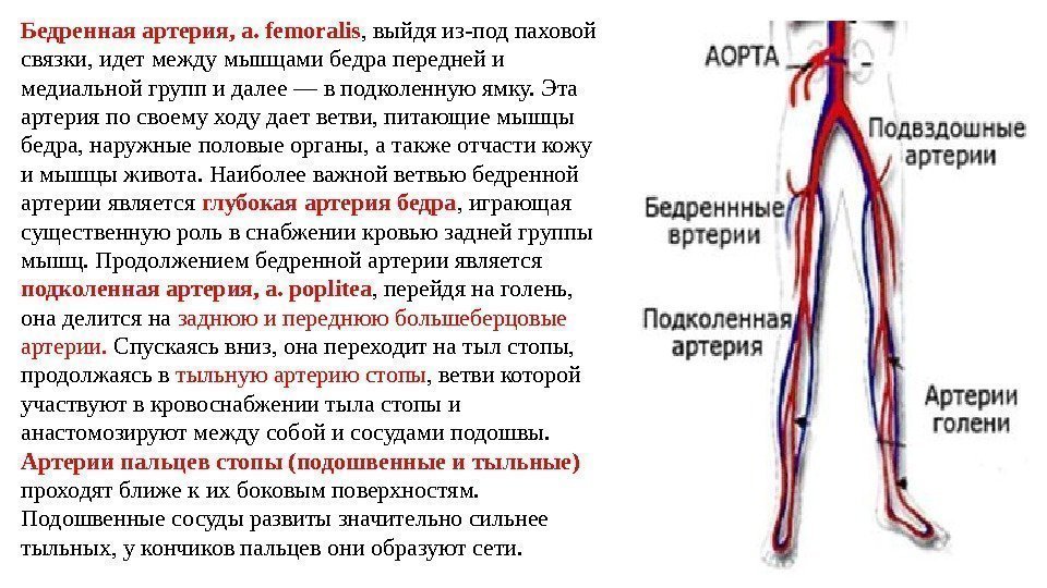 Бедренная артерия, a. femoralis , выйдя из-под паховой связки, идет между мышцами бедра передней