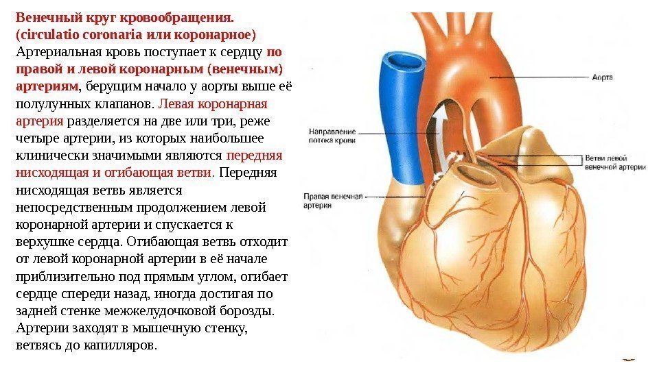 Венечный круг кровообращения.  (circulatio coronaria или коронарное) Артериальная кровь поступает к сердцу по