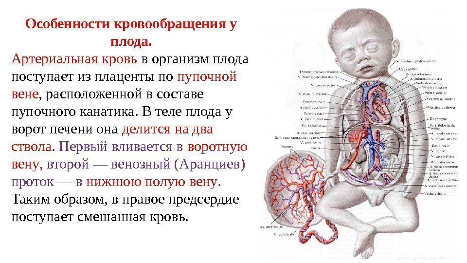 Особенности кровообращения у плода. Артериальная кровь в организм плода поступает из плаценты по пупочной