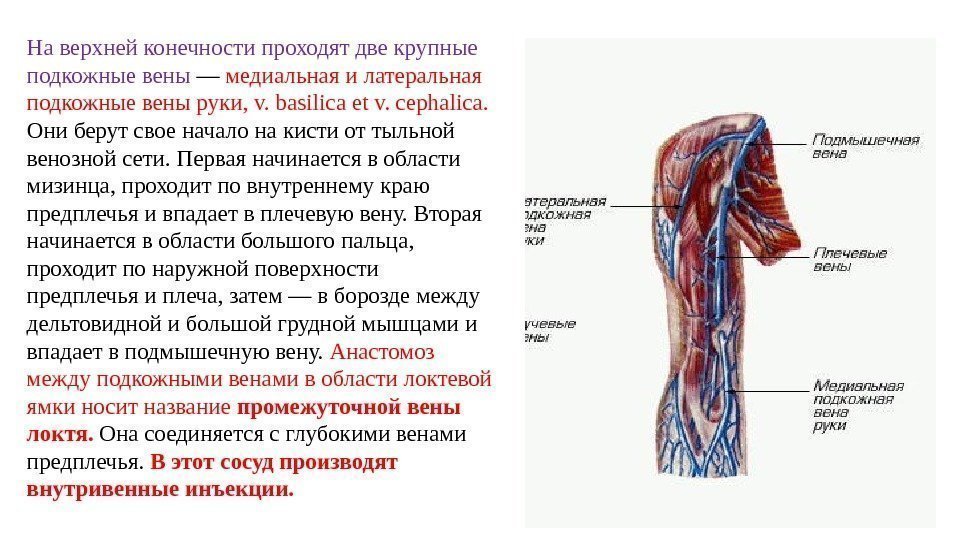 На верхней конечности проходят две крупные подкожные вены — медиальная и латеральная подкожные вены