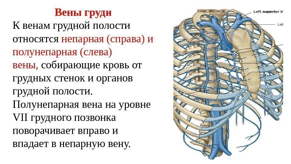 Вены груди К венам грудной полости относятся непарная (справа) и полунепарная (слева) вены, 