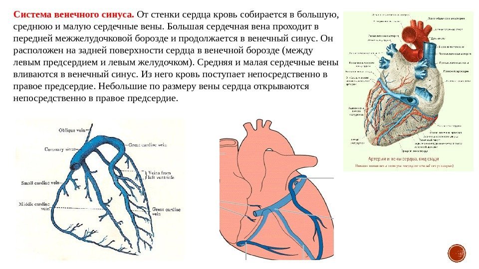 Система венечного синуса.  От стенки сердца кровь собирается в большую,  среднюю и