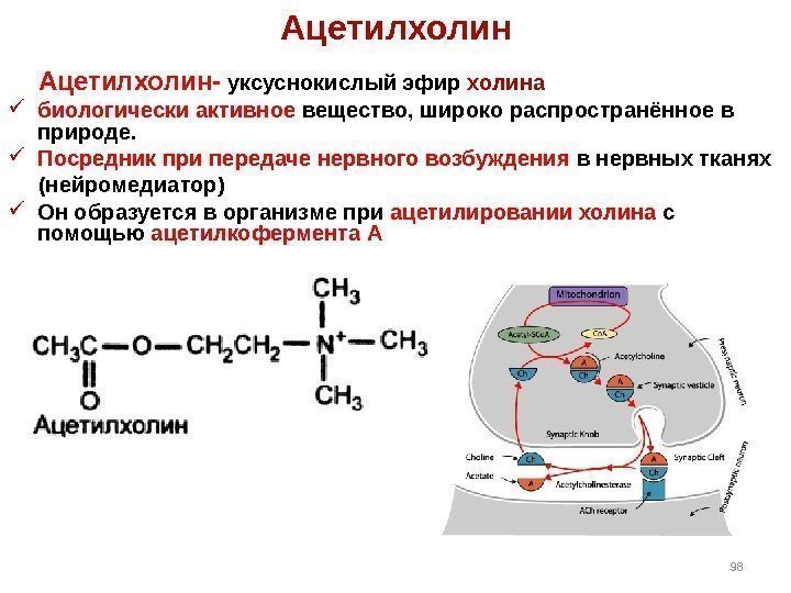 Ацетилхолин  Ацетилхолин- уксуснокислый эфир холина биологически активное вещество, широко распространённое в природе. 