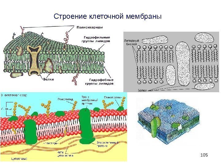 Строение клеточной мембраны 105 