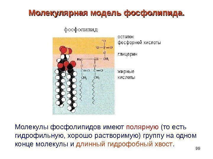 99 Молекулярная модель фосфолипида. Молекулы фосфолипидов имеют полярную (то есть гидрофильную, хорошо растворимую) группу