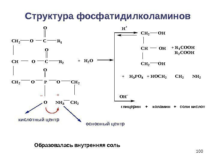 100 Структура фосфатидилколаминов   CH 2  O  C   R