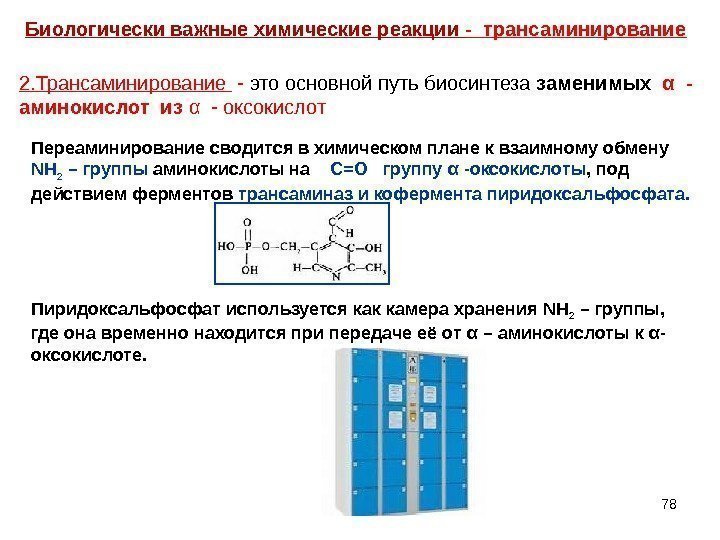 78 Биологически важные химические реакции - трансаминирование 2. Трансаминирование  - это основной путь