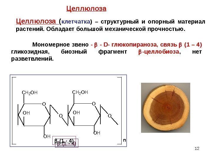 12 Целлюлоза  ( клетчатка ) – структурный и опорный материал растений. Обладает большой