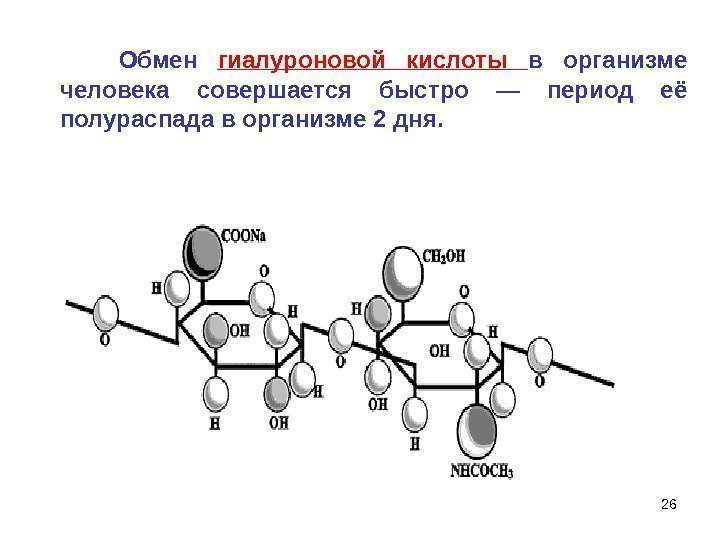 26  Обмен гиалуроновой кислоты в организме человека совершается быстро — период её полураспада