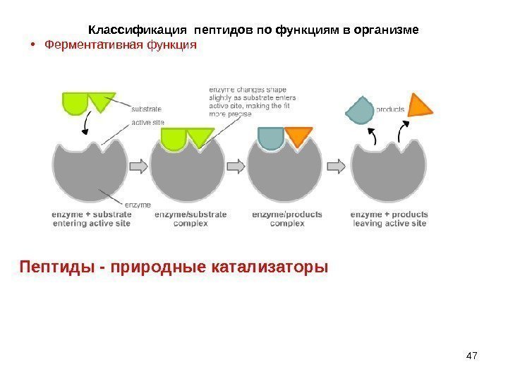 47 Классификация пептидов по функциям в организме • Ферментативнаяфункция Пептиды - природные катализаторы 