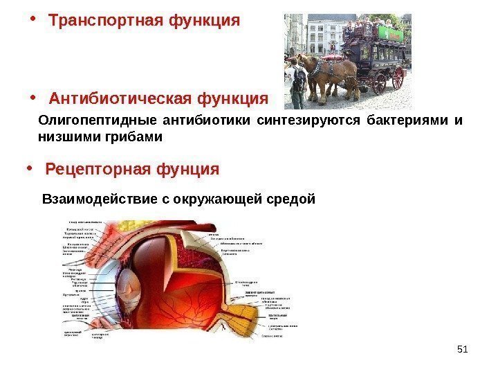 51 • Транспортная функция • Антибиотическая функция Олигопептидные антибиотики синтезируются бактериями и низшими грибами